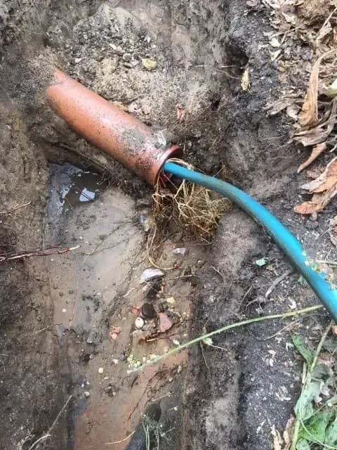 Bordon, Close-up of tree roots blocking a residential drainage pipe